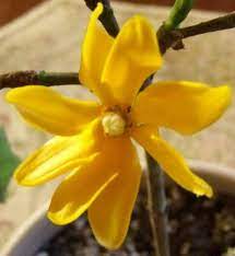 Gardenia Coronata Gardenia Plant Planting Flowers Plants