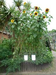 your guide to planting a sunflower garden sunflower garden sunflower wallpaper sunflower images