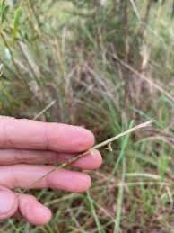 Image result for Elionurus tripsacoides