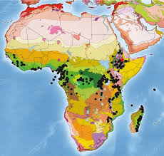 Image result for Astropanax