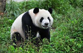 Pandas raised by artificial insemination were born on saturday at the singapore zoo. Two Giant Pandas Relocate To Singapore 2 Chinadaily Com Cn