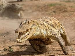 What Does Top Predator Mean Definitions of predator word noun predator zoology. what does top predator mean