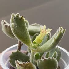 Image result for Cotyledon barbeyi