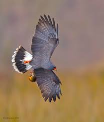Birds Of Prey Central Florida Male Snail Kite In Flight With An Apple Snail Lake Toho Kissimmee Florida Ca Birds In The Sky Beautiful Birds Pet Birds