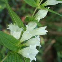 Image result for Gentiana asclepiadea alba
