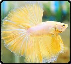 Betta Fish Facts Betta Fish Care A Betta Fish Must Read Betta Fish Betta Betta Fish Care