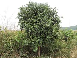 Image result for Usteria guineensis