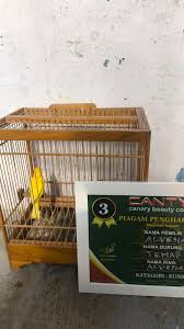 Image result for Alvesia