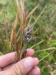 Image result for Digitaria appropinquata
