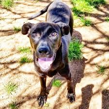 We did not find results for: Dog For Adoption Eric A Weimaraner Basset Hound Mix In Charlotte Nc Petfinder