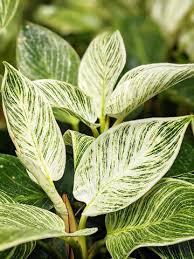 Super White Philodendron Birkin Variegata In 2x2x7 Pot In 2020 Philodendron Philodendron Plant Cool Plants