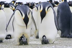 The lakers split their first two games in the bubble, the quality of the nba games so far, which lakers' players need to be better, and predictions with sabreena merchant. Emperor Penguins Good Dads But Less Dedicated Than You May Have Thought The New York Times