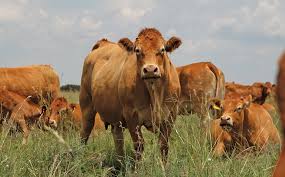 Keep accurate records for maximum economic impact