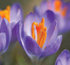 Crocus Plant Genus Britannica
