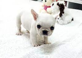 Cutest french bulldog puppies barking video compilation. Teacup Miniature French Bulldog Puppies Pets Lovers