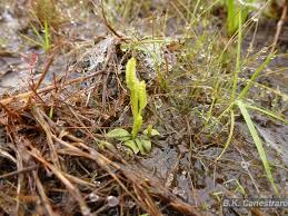 Image result for Ophioglossum gomezianum
