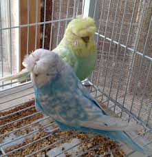 King Spangle Crested The Lobby Share Pics Videos Parakeet Pet Birds Budgies Bird