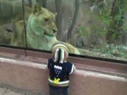 Lion Tries To Eat Human Baby At Zoo Video