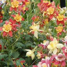 Image result for Aquilegia pompom mix