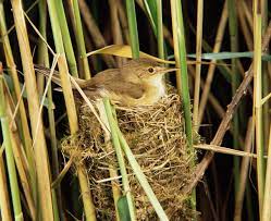 Maybe you would like to learn more about one of these? How To Identify Bird Nests Country Life