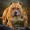 They are stubborn and fearless, but very gentle and kind with family. Https Encrypted Tbn0 Gstatic Com Images Q Tbn And9gcsas0zn2wzauxi5k8dp4anooiiujj2huyadkfbx J0 Usqp Cau