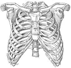 The ribs are curved, flat bones which form the majority of the thoracic cage. Pin By í˜„ì„ ì–' On Dia De Los Muertos And Stuff Anatomy Art Skeleton Drawings Rib Cage Drawing
