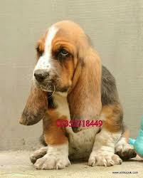 Basset Hound 4 Kopek Hush Puppies Roman Karakterleri