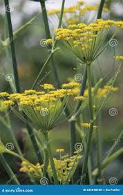 Image result for Anisosepalum