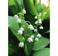 Maybe you would like to learn more about one of these? Lily Of The Valley Seeds