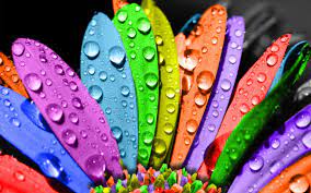 Http 4hdwall Com Wp Content Uploads 2012 10 Beautiful Seven Colors Flowers Wallpaper 1680x1050 Jpg Wet Flowers Flower Wallpaper Colorful Wallpaper