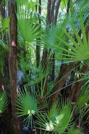 Image result for Acoelorrhaphe wrightii