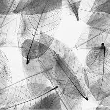 Transparent Background Black And White Veins Png And Clipart Transparent Background Background Black And White