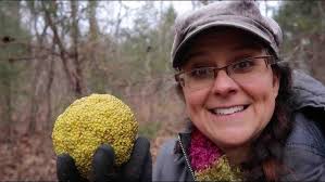 Skullcap (Scutellaria) Medicine