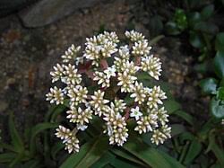 Image result for Crassula morrumbalensis