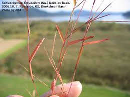 Image result for Schizachyrium brevifolium
