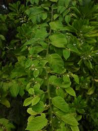 Image result for Dalbergia