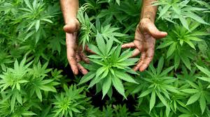 Die pflanzen wachsen beim gras. Anbau Von Cannabis In Munchen Standig Auf Der Flucht Munchen Sz De
