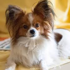 Papillon Cinsi Kopek Bakimi Ve Ozellikleri