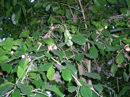 Image result for Napoleonaea angolensis