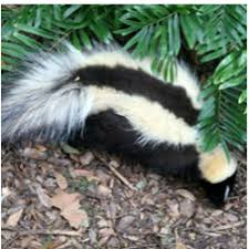 Pest control in howell, mi michigan 48843. The Best 10 Pest Control Near Insectech In Ypsilanti Mi Yelp