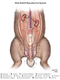 Rabbit Spay and Neuter Surgery | PetMD