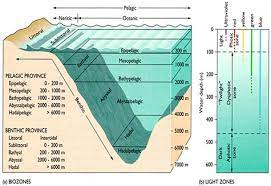 The boat, broken to bits, lay on the sea floor. Deep Sea Biology Dive Discover