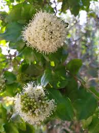 Image result for Galpinia transvaalica