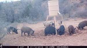 Nothing's is more exciting than texas hog hunts in the midst of creeks, rugged pasture, thick bush, and deep gully that make the perfect natural habitat for hundreds of wild boars. Hog Hunts