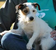 Jack Russell Terrier Black And Brown And White Darci Is A 1 Year Old Female Jack Russell Terrier Mix She Is White With Black Ears And Brown Around One Eye Jack Russell Beautiful Dogs Jack Russell Terrier