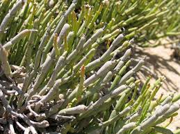 Image result for Arthraerua leubnitziae