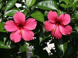 Bunga kembang sepatu hitam putih. 19 Manfaat Bunga Kembang Sepatu Yang Harus Kamu Tahu