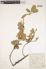 Image result for Rhynchosia goetzei