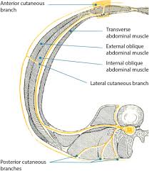 Anatomy Of Abdominal Anterior Cutaneous Intercostal Nerves With Respect To The Pathophysiology Of Anterior Cutaneous Nerve Entrapment Syndrome Acnes A Case Study Sciencedirect