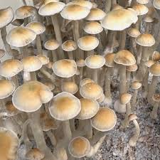 Image result for Cadaba natalensis